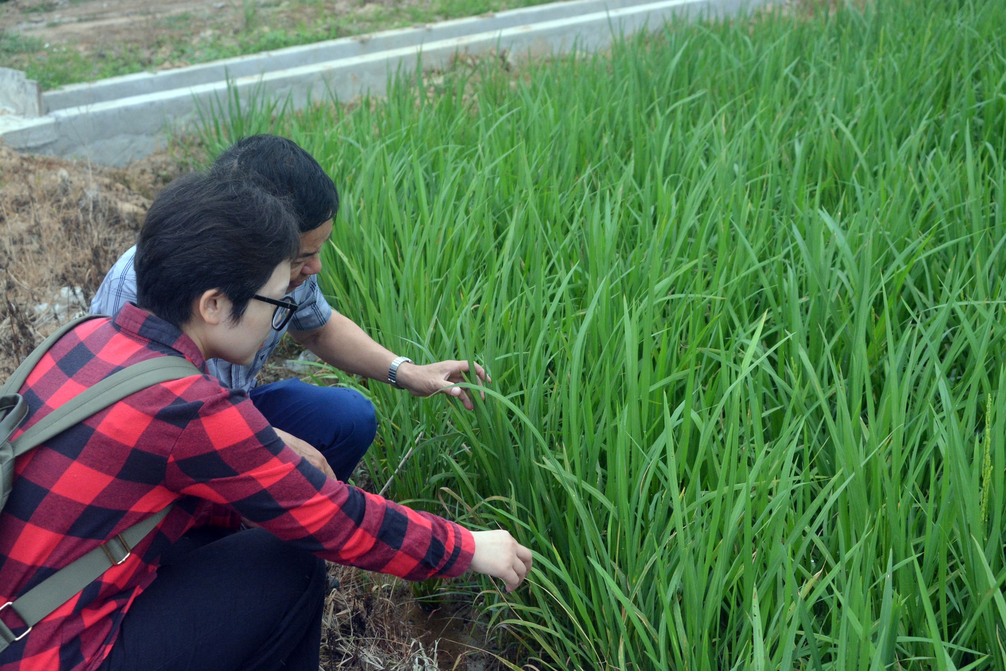 TẬP HUẤN QUY TRÌNH KỸ THUẬT SẢN XUẤT LÚA NẾP – NÂNG TẦM GIÁ TRỊ “NẾP XOẮN KỲ SƠN”